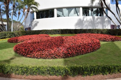 Epcot Flowers