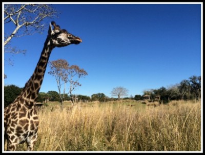 Giraffes on the savannah at Animal Kingdom