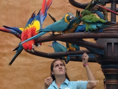 Winged Encounters2