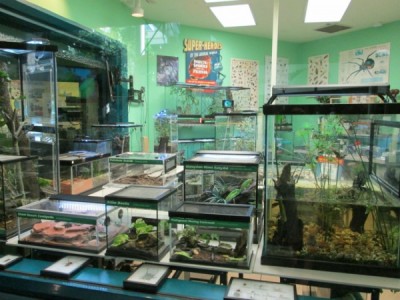 Conservation Station Animals