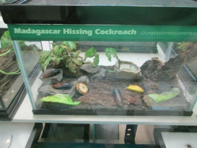 Conservation Station Cockroach