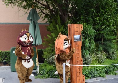 tim sww15 chip dale play