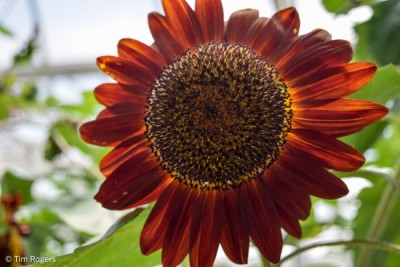 Behind the Seeds Sunflower