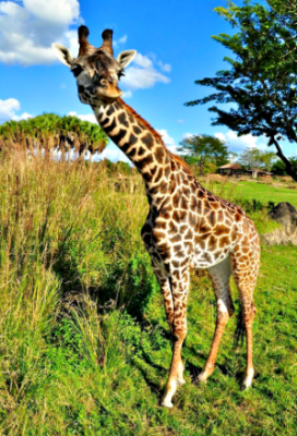 Giraffe