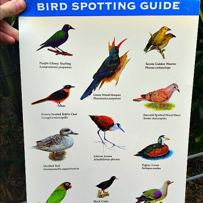 Gorilla Falls - Bird Spotting Guide