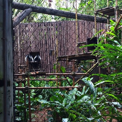 Gorilla Falls Exploration Trail - Colobus Monkey