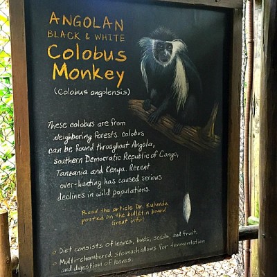 Gorilla Falls Exploration Trail - Colobus Monkey Info