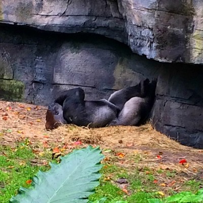 Gorilla Falls Exploration Trail - Gorillas