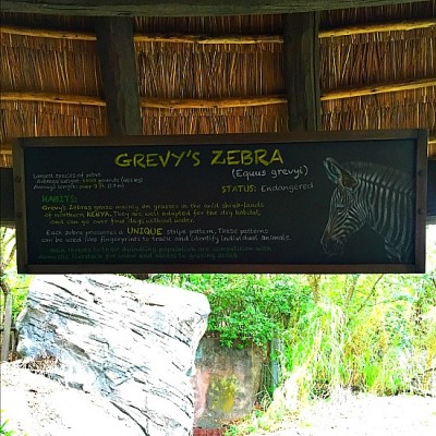 Gorilla Falls - Grevy's Zebra