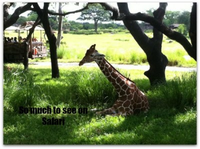 giraffe safari