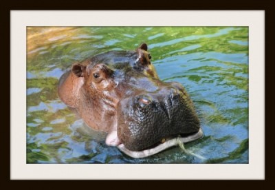 hippo in AK