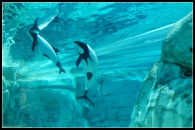 Commerson's Dolphins