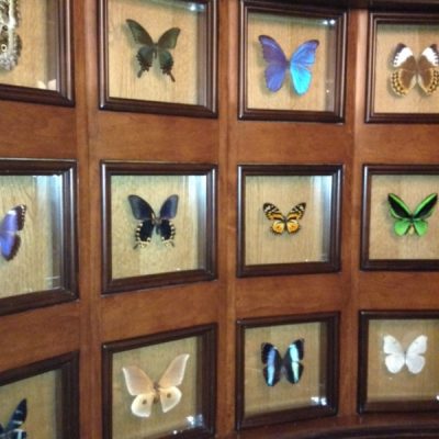 Skipper Canteen Butterflies