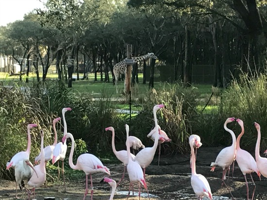 flamingos