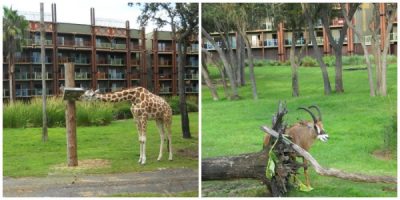 animal kingdom lodge culinary tour 2022