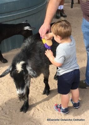 Toddler Brushing Goat at Rafiki's Planet Watch