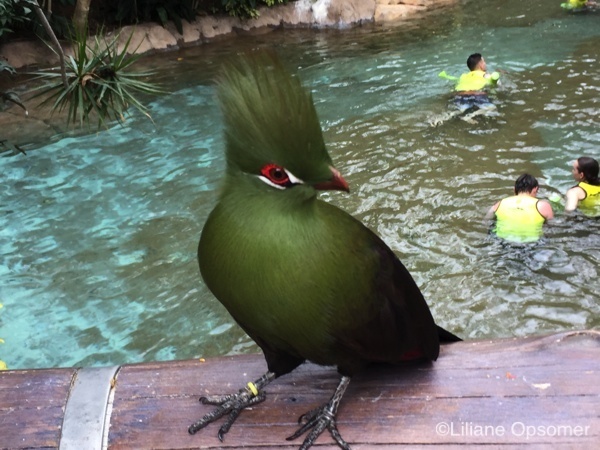 Discovery Cove 