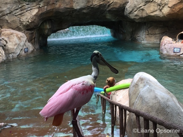 Discovery Cove