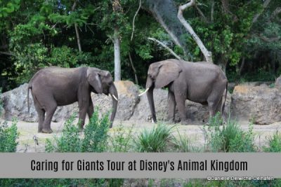 Review of Caring for Giants Tour at Disney's Animal Kingdom