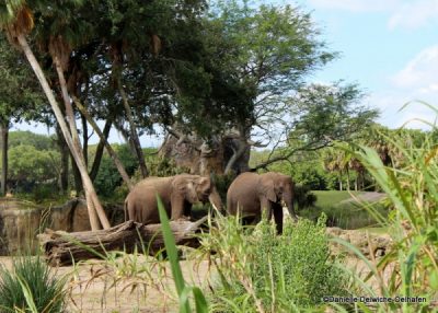 Great photo opportunities during Caring for Giants Tour