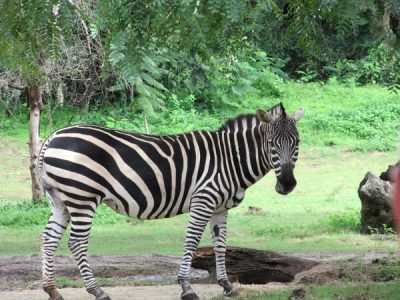 Zebra on Kilimanjaro Safaris