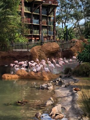 Flamingos at Animal Kingdom Lodge