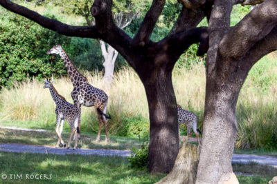 Top 10 Attractions Safari