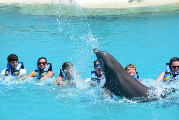 Grand Cayman Dolphin