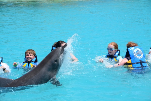 Grand Cayman Dolphin