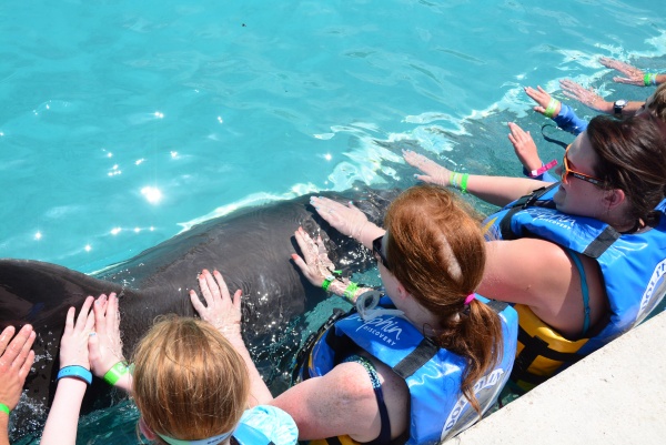 Grand Cayman Dolphin
