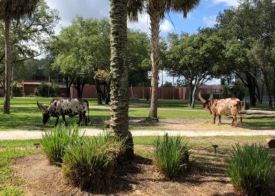 Animal Kingdom Lodge Savanna View