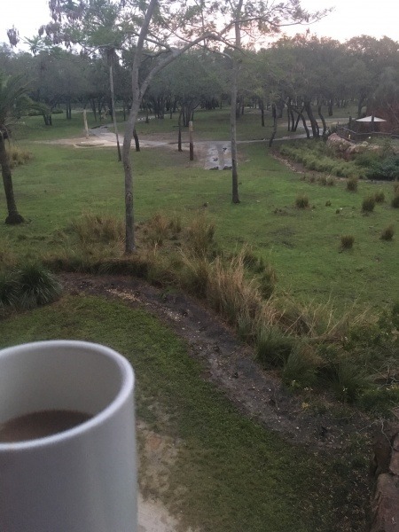 Animal Kingdom Savanna Views