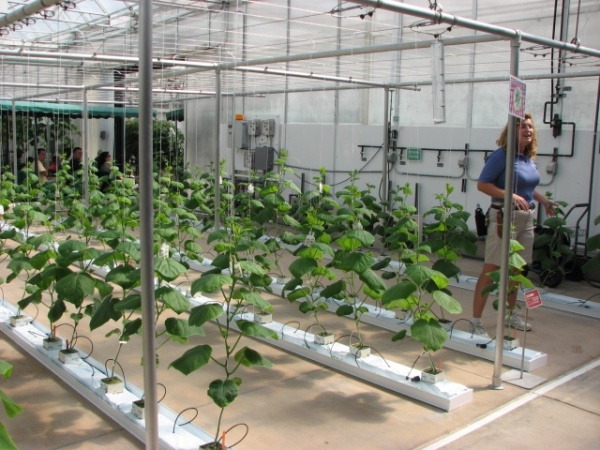 Behind the Seeds greenhouse tour