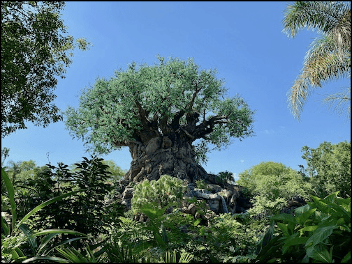 Animal Kingdom disney world