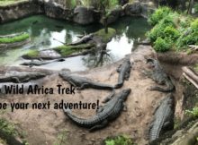 Wild Africa crocodiles pinnable