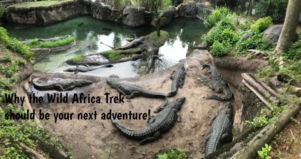 Why the Wild Africa Trek Should be your Next Adventure!