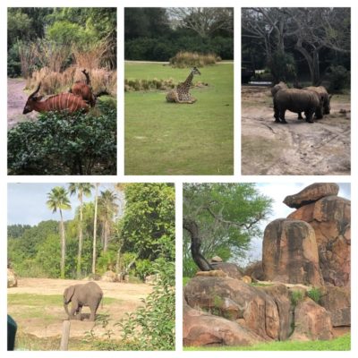 Kilimanjaro Safari Photos