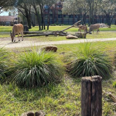 Sanaa de l'Animal Kingdom Lodge's Sanaa