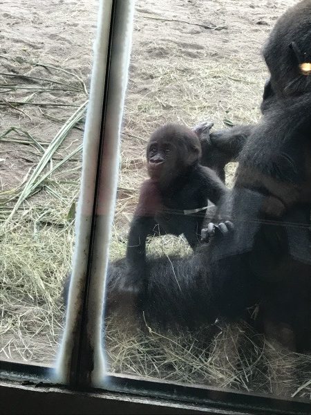 Gorillas at Animal Kingdom