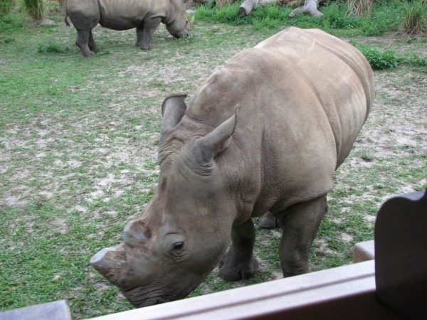 Kilimanjaro Safari at Animal Kingdom