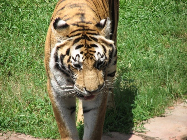 Animal Kingdom tigers