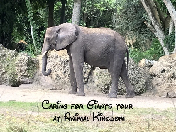 Caring for Giants tour at Animal Kingdom