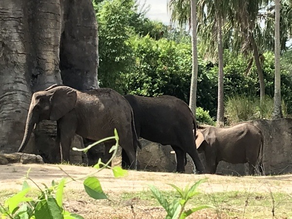 Animal Kingdom elephant herd