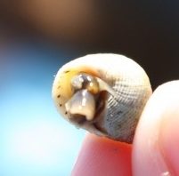 Periwinkle snails in the marsh at Disney's Hilton Head Island Resort