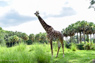 Kilimanjaro Safaris Giraffe