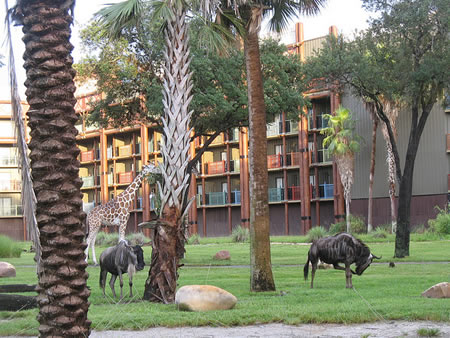 Animal Kingdom Lodge Animals