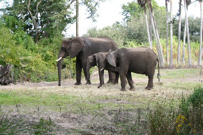 Elephants