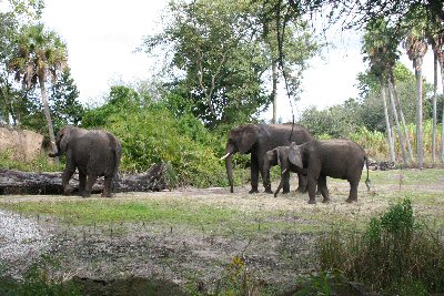 elephants