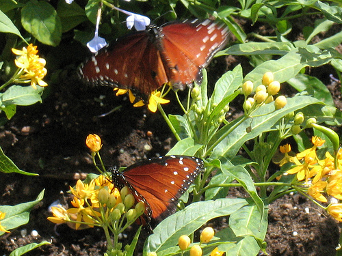 Butterfly Garden