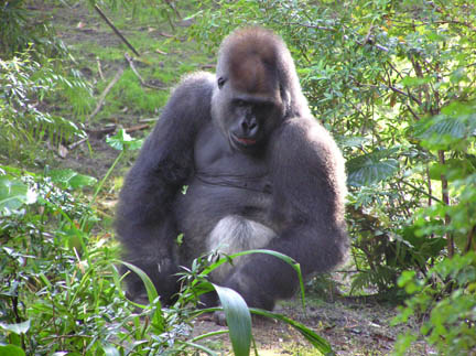 AK Gorilla